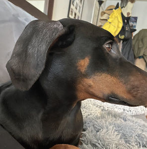 Meet your Posher, Chante